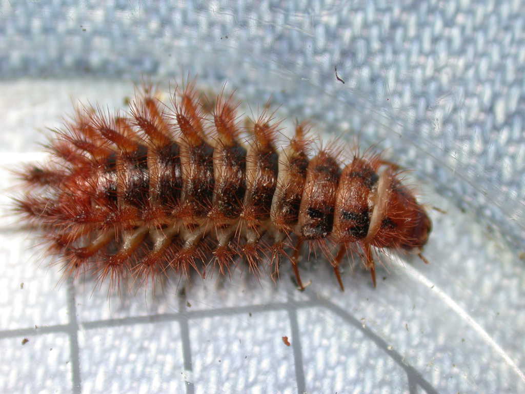 Larva di Drilidae